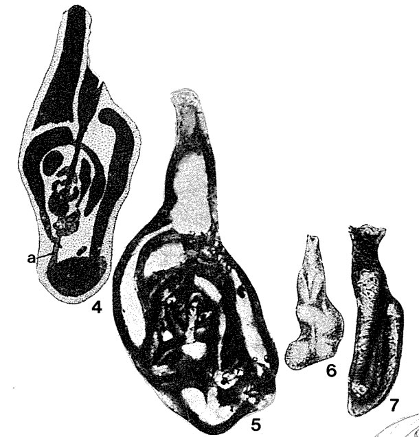Orthella paalzowi Bykova in Kiparisova et al., 1956 Orthella paalzowi Bykova in Kiparisova et al., 1956