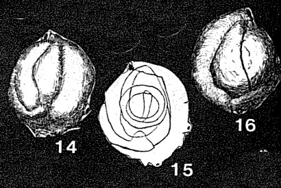 Glomulina fistulescens Rhumbler, 1936 Glomulina fistulescens Rhumbler, 1936