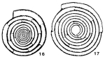 Dolosella multifida Danich, 1969