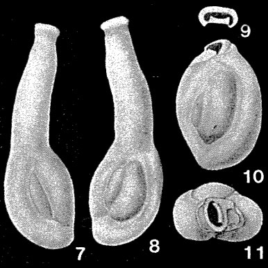 Articularia articulinoides (Gerke & Issaeva, 1952) Articularia articulinoides (Gerke & Issaeva, 1952)