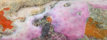 Halisarca caerulea Vacelet & Donadey, 1987 in situ in Bahia (Brazil)