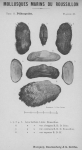 Bivalvia