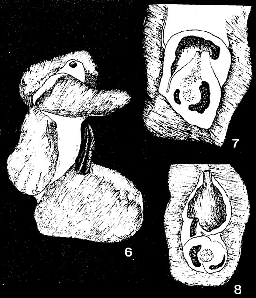 Gymnesina glomerosa Colom, 1959 Gymnesina glomerosa Colom, 1959
