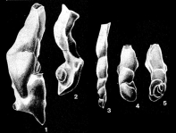 Nubeculinita inhaerens Seiglie, 1964, author: Le Coze, François