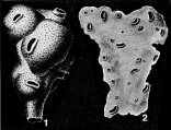 Nubecularia novorossica var. deformis Karrer & Sinzow, 1877, author: Le Coze, Franis