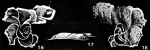 Nubeculopsis queenslandica Collins, 1958