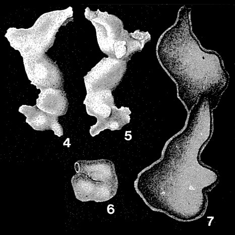 Calcituba polymorpha Roboz, 1884 Calcituba polymorpha Roboz, 1884