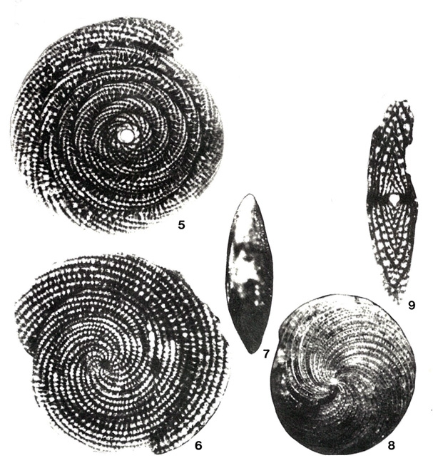 Fascispira colomi Silvestri, 1940 Fascispira colomi Silvestri, 1940