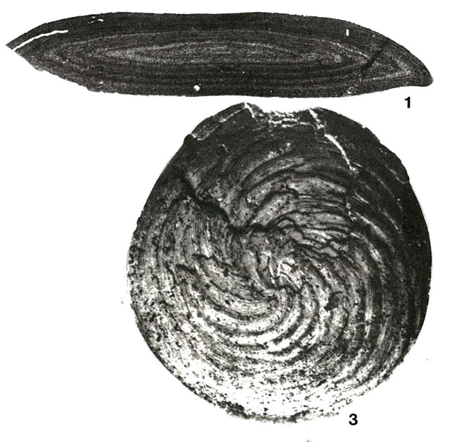 Fallotia jacquoti Douvillé, 1902 Fallotia jacquoti Douvillé, 1902
