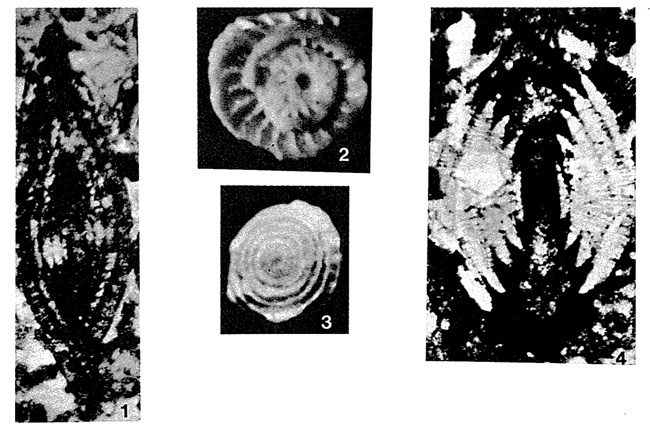 Nummofallotia cretacea (Schlumberger, 1900) Nummofallotia cretacea (Schlumberger, 1900)