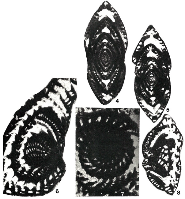 Hottingerina lukasi Drobne, 1975 Hottingerina lukasi Drobne, 1975
