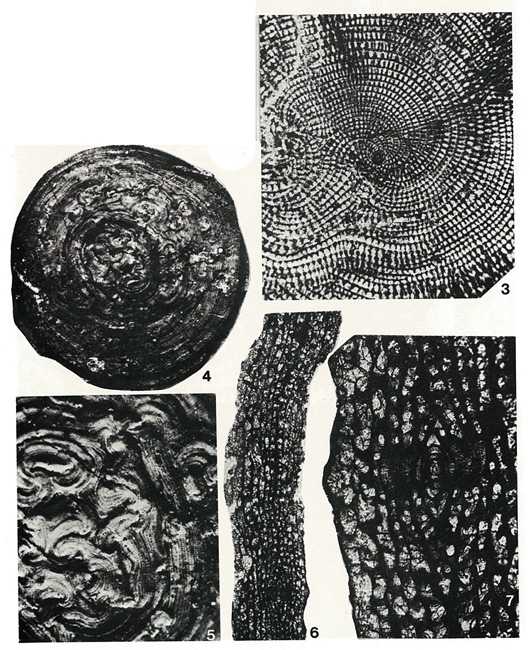 Meandropsina vidali Schlumberger, 1898 Meandropsina vidali Schlumberger, 1898