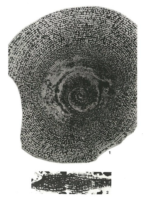 Spirapertolina almelai Ciry, 1964 Spirapertolina almelai Ciry, 1964
