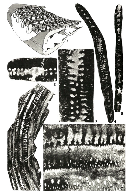 Pseudobroeckinella soumoulouensis Deloffre & Hamaoui, 1969 Pseudobroeckinella soumoulouensis Deloffre & Hamaoui, 1969