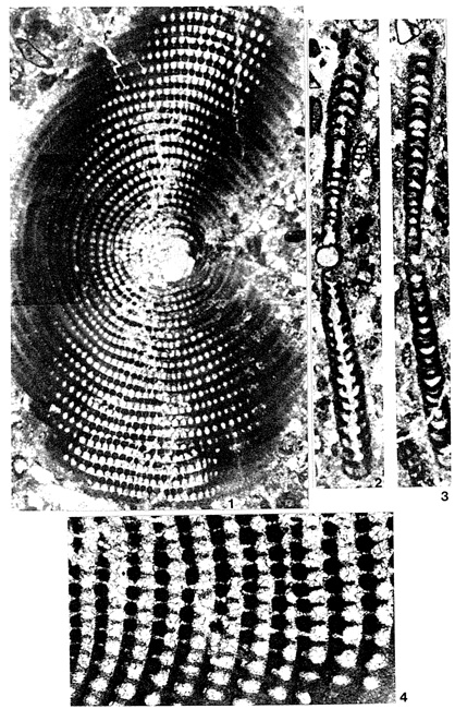 Broeckina (Pastrikella) balcanica Cherchi, Radoičić & Schroeder, 1976 Broeckina (Pastrikella) balcanica Cherchi, Radoičić & Schroeder, 1976