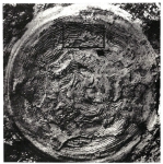 Larrazetia larrazeti (Munier-Chalmas, 1898), author: Le Coze, François