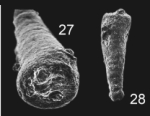 Tubinella pseudoinornata Copestake & Johnson, 2014