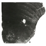 Pseudedomia multistriata Henson, 1948
