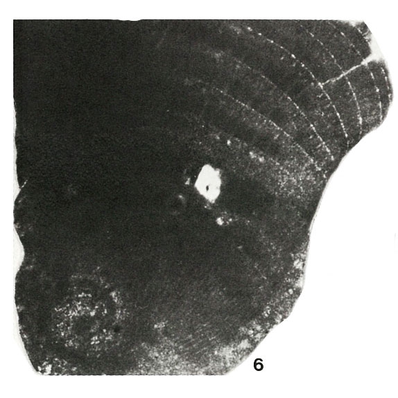 Pseudedomia multistriata Henson, 1948 Pseudedomia multistriata Henson, 1948