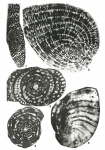 Chubbina jamaicensis Robinson, 1968