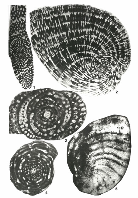 Chubbina jamaicensis Robinson, 1968 Chubbina jamaicensis Robinson, 1968