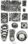Rhapydionina liburnica (Stache, 1889)