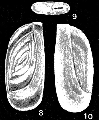 Subedentostomina lavelaensis McCulloch, 1981 Subedentostomina lavelaensis McCulloch, 1981