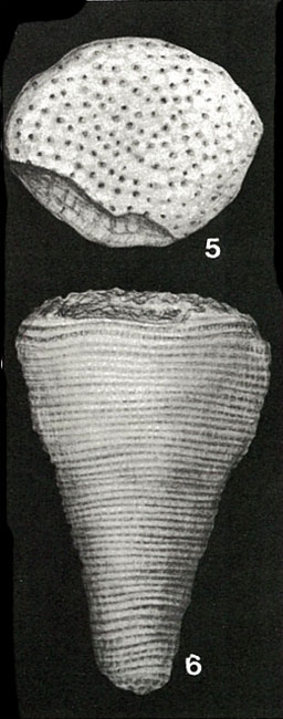 Conulina conica d'Orbigny, 1839 Conulina conica d'Orbigny, 1839