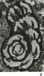 Cuvillierinella salentina Papetti & Tedeschi, 1965