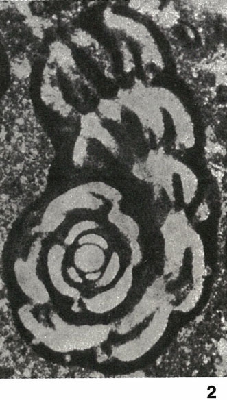 Cuvillierinella salentina Papetti & Tedeschi, 1965 Cuvillierinella salentina Papetti & Tedeschi, 1965