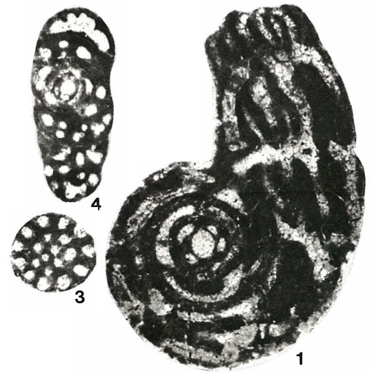 Raadshoovenia guatemalensis van den Bold, 1946 Raadshoovenia guatemalensis van den Bold, 1946