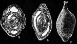 Karaburunia rendeli Langer, 1968