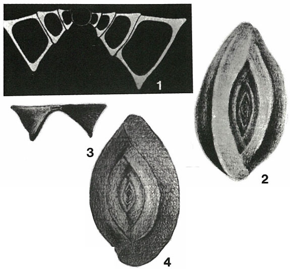 Spiroloculina inaequilateralis Schlumberger, 1893 Spiroloculina inaequilateralis Schlumberger, 1893