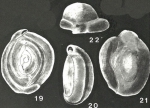 Pippinia galapagosensis McCulloch, 1977