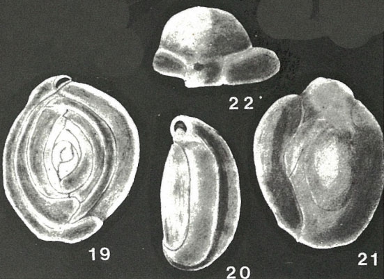 Pippinia galapagosensis McCulloch, 1977 Pippinia galapagosensis McCulloch, 1977