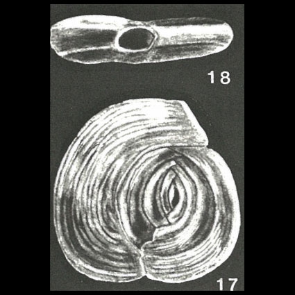Neospiroloculina espirituensis McCulloch, 1977 Neospiroloculina espirituensis McCulloch, 1977