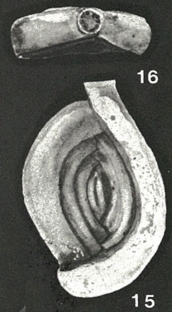 Cribrospiroloculina samoaensis McCulloch, 1977 Cribrospiroloculina samoaensis McCulloch, 1977