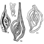 Spirophthalmidium monstruosum Bykova, 1948