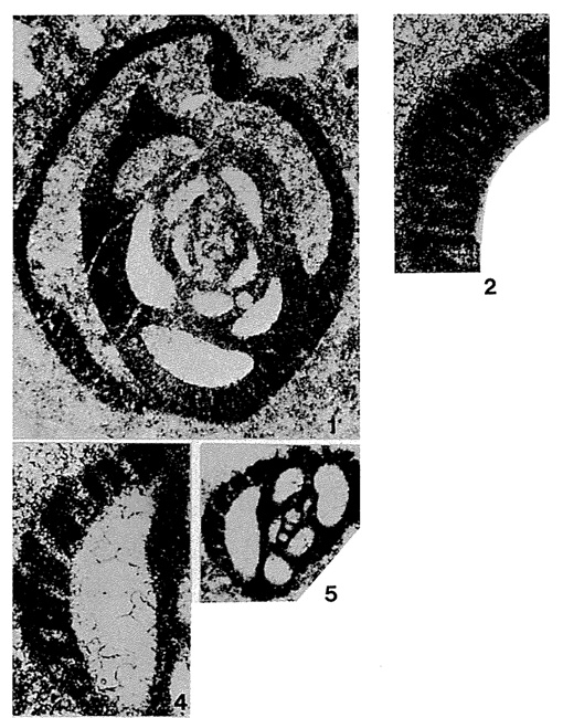 Miliolipora cuvillieri Brönnimann & Zaninetti, 1971 Miliolipora cuvillieri Brönnimann & Zaninetti, 1971