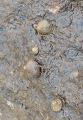 Phorcus turbinatus, Fig.3, author: El Bouchikhi, Khadija