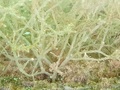 Amathia_Verticillata (Delle Chiaje, 1822) Fig.3