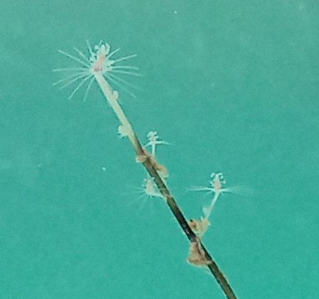 Eudendrium, (2023, fig. 4) Eudendrium, (2023, fig. 4)