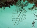 Hydrozoa (hydroids)