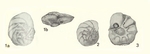 Pararotalia litoralis Koch, 1973