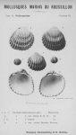 <B>Bucquoy, E.; Dautzenberg, Ph.; Dollfus, G.</B> (1887). Les Mollusques marins du Roussillon: 2. Pélécypodes avec atlas de 99 planches en phototypie. J.-B. Baillière & Fils: Paris, France. 2 vols: 884, 99 plates pp.