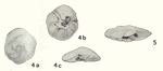 Pararotalia hammi Koch, 1973