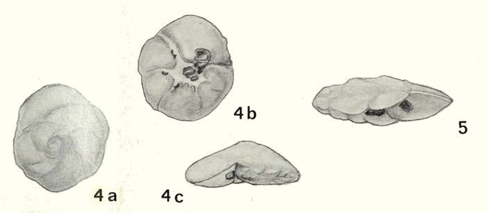 Pararotalia hammi Koch, 1973 Pararotalia hammi Koch, 1973