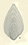 Neoflabellina santonica Koch, 1973