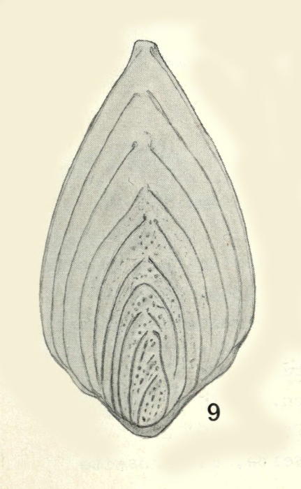 Neoflabellina santonica Koch, 1973 Neoflabellina santonica Koch, 1973
