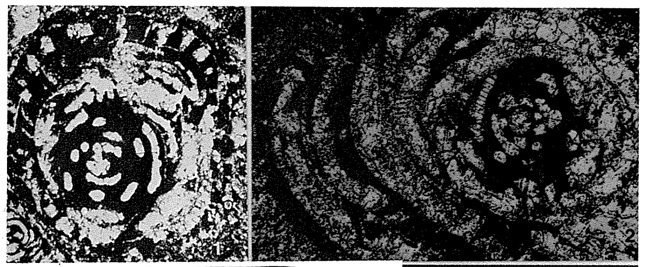 Kamurana bronnimanni Altiner & Zaninetti, 1977 Kamurana bronnimanni Altiner & Zaninetti, 1977